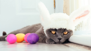 Last Call: Is your pet Cadbury bunny material?